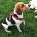Beagle Hundin Luna Sucht Ein Neues Zuhause Dog Energy Resortdog