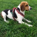 Beagle Hundin Luna Sucht Ein Neues Zuhause Dog Energy Resortdog